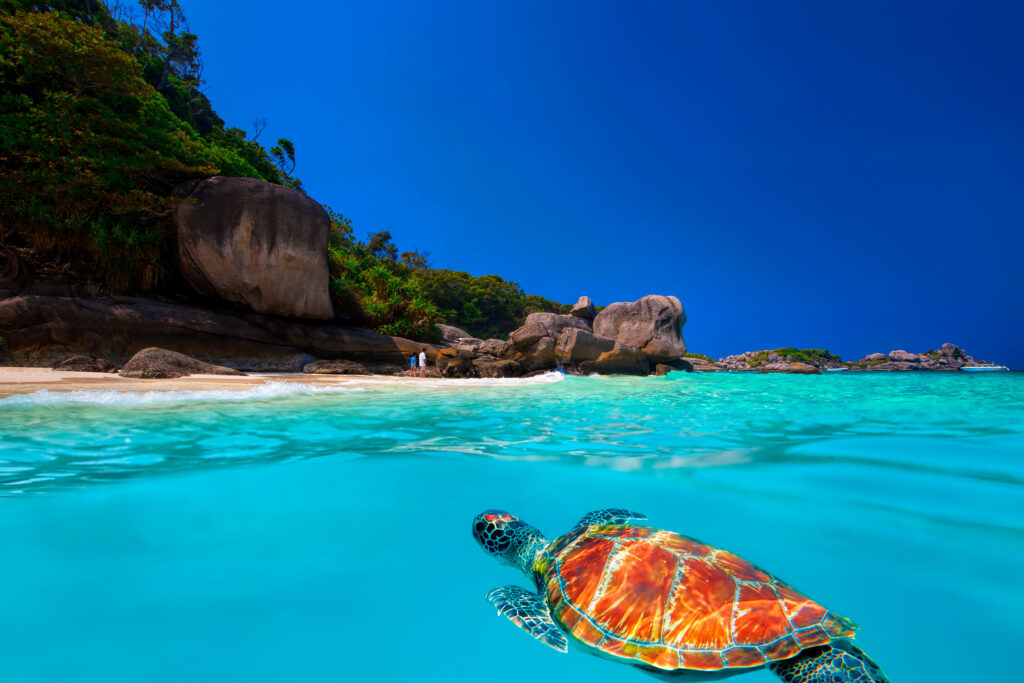 Tortue dans les îles Similan