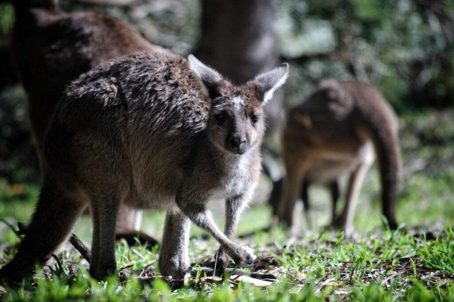 Faciliter sa demande de visa pour l’Australie : le guide