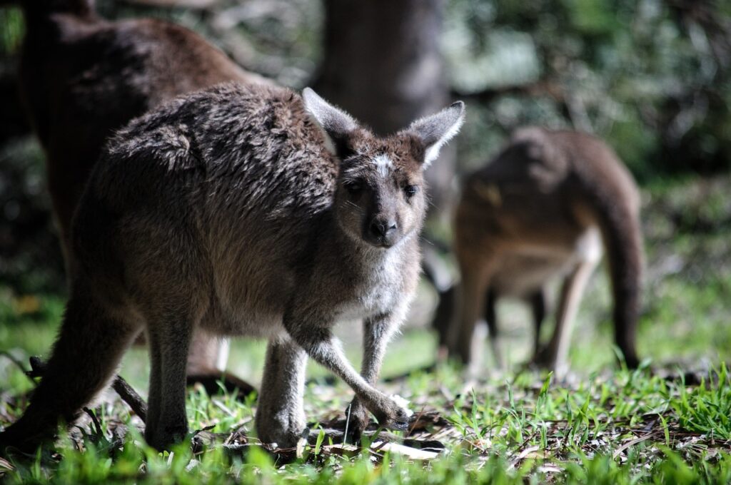 Kangourous en Australie 