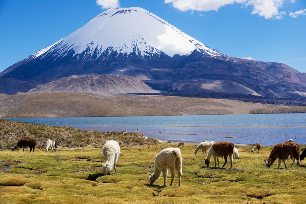 Le Parc national Lauca