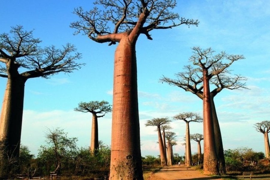 10 Gründe, Madagaskar zu entdecken