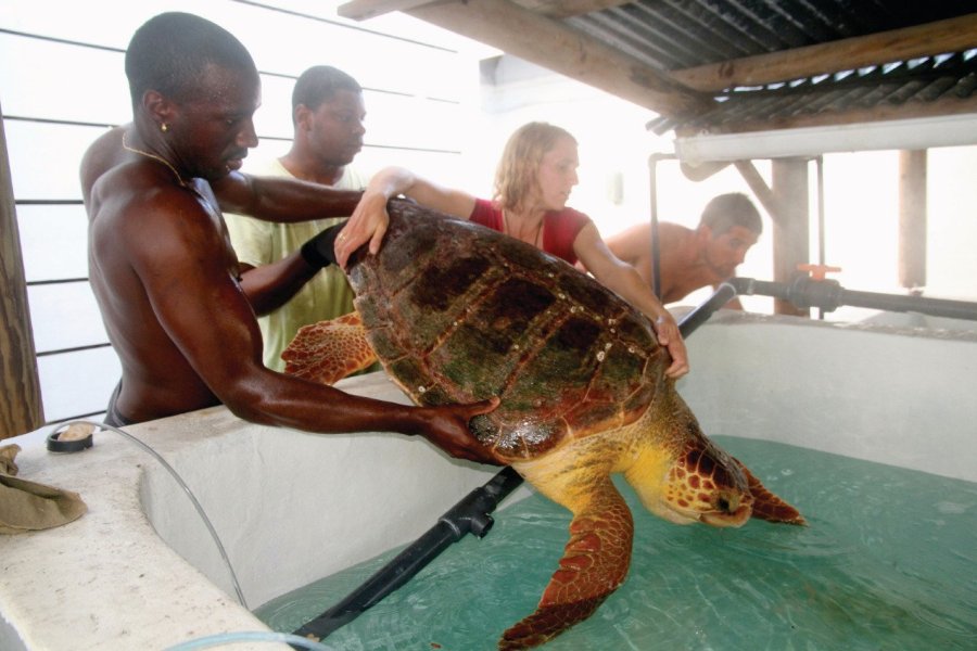 Relacher d'une tortue marine