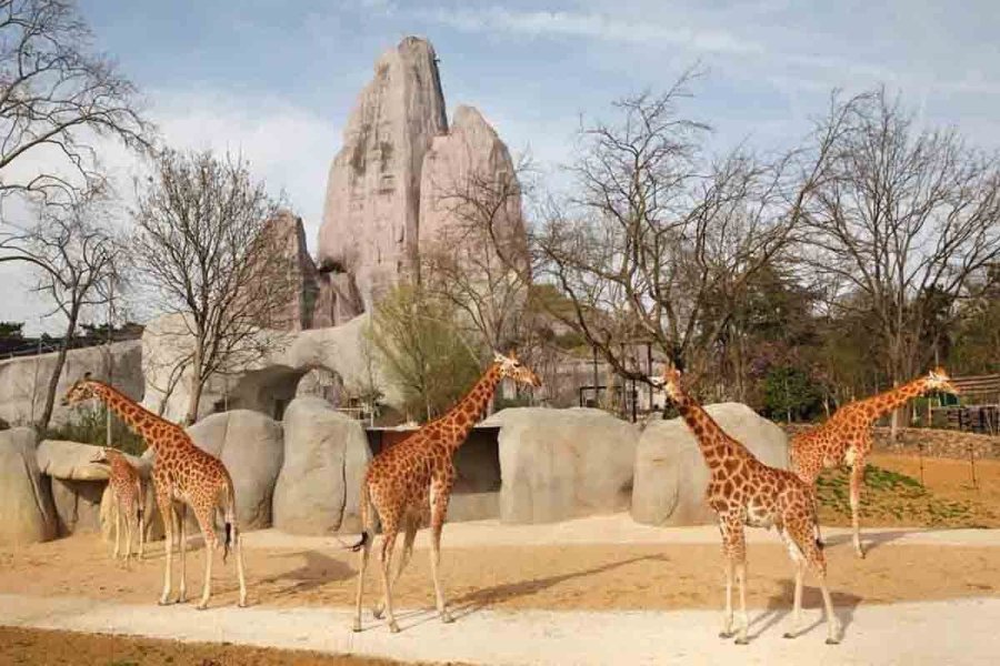 Animations inédites au Parc Zoologique de Paris