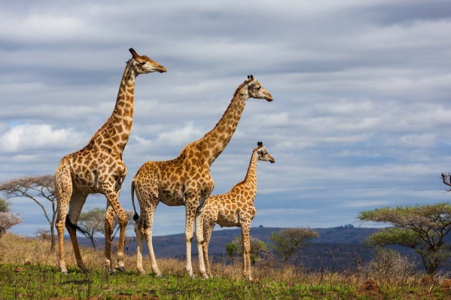 南非5个最美丽的野生动物保护区