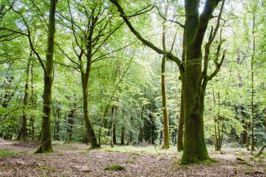 The most beautiful forests in France