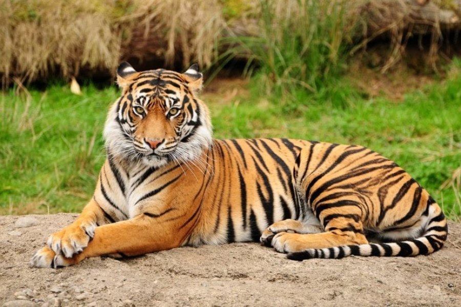 10 magníficos animales en peligro de extinción que hay que ver en un viaje