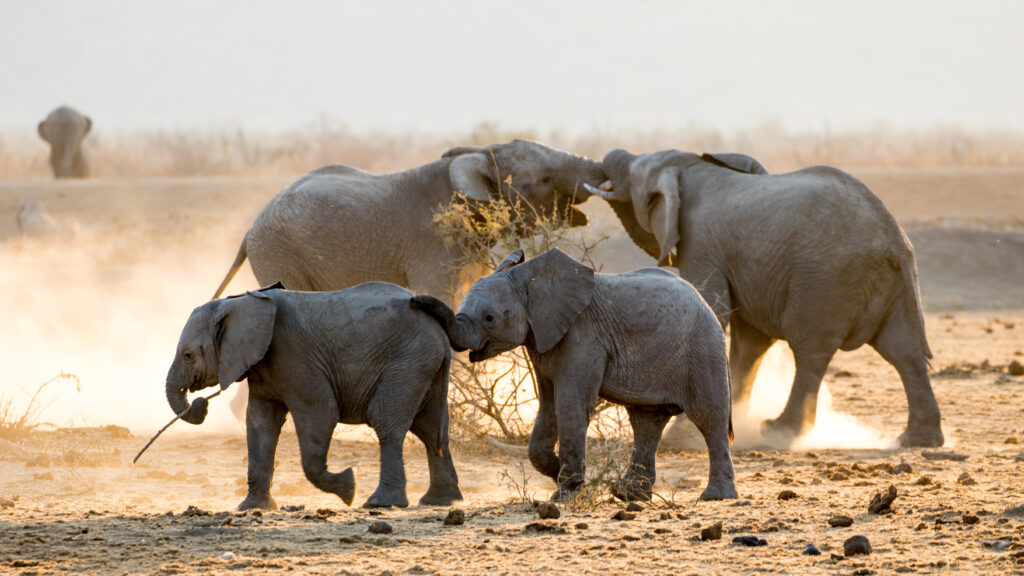 Famille d'éléphants