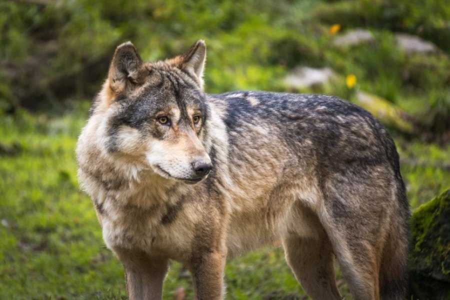 Top 10 Orte in Frankreich, um Tiere zu beobachten und zu bestaunen