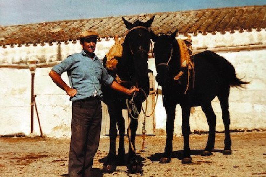 梅诺卡纯血马，梅诺卡岛标志性马匹的写照