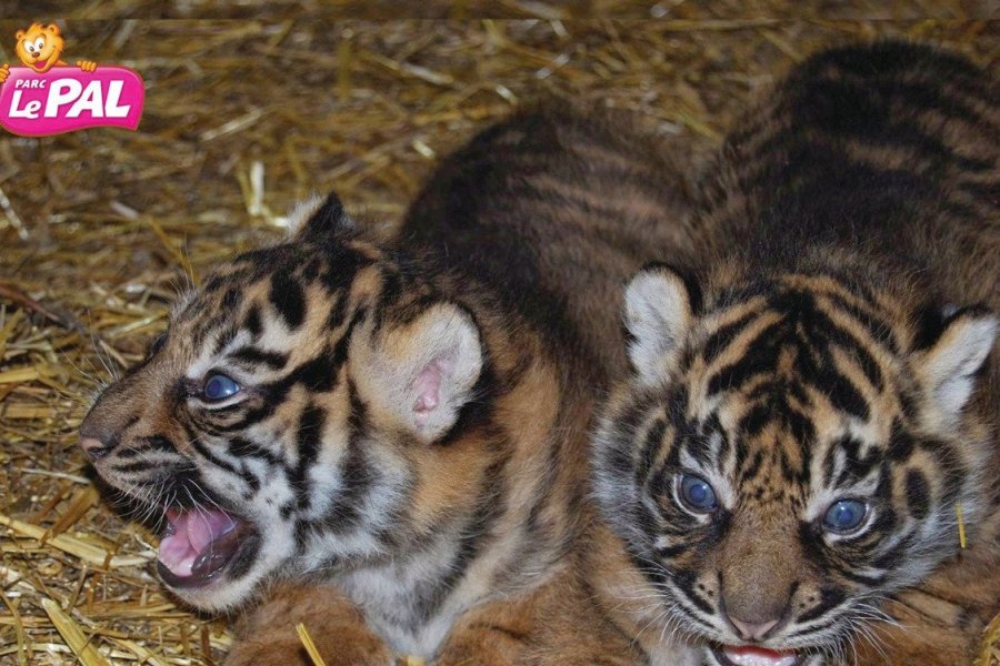 Naissance de 2 tigrons de Sumatra au PAL