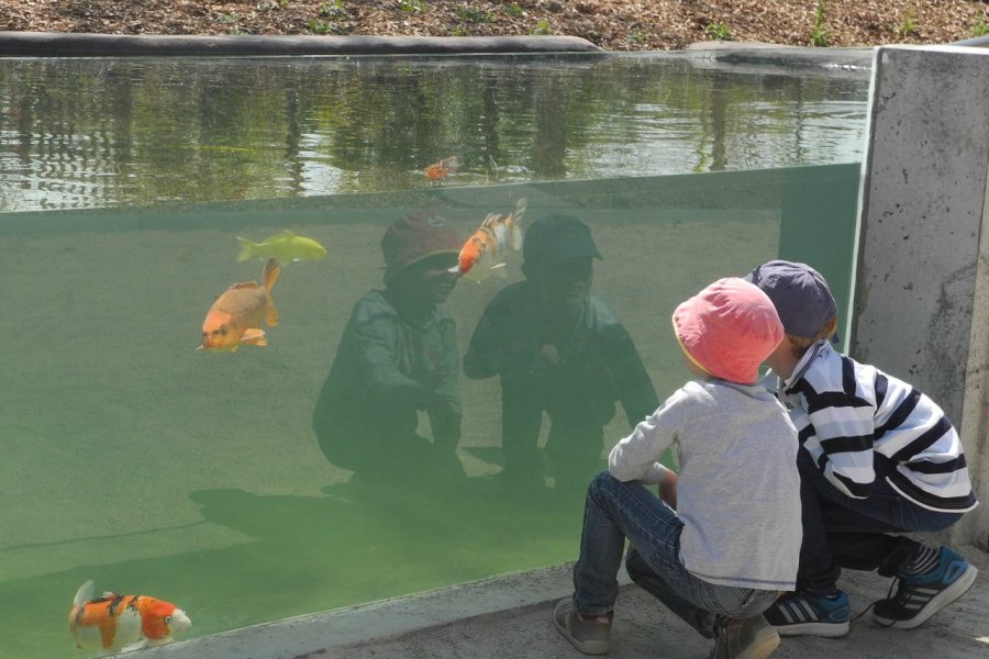 les carpes koï au zoo de champrepus