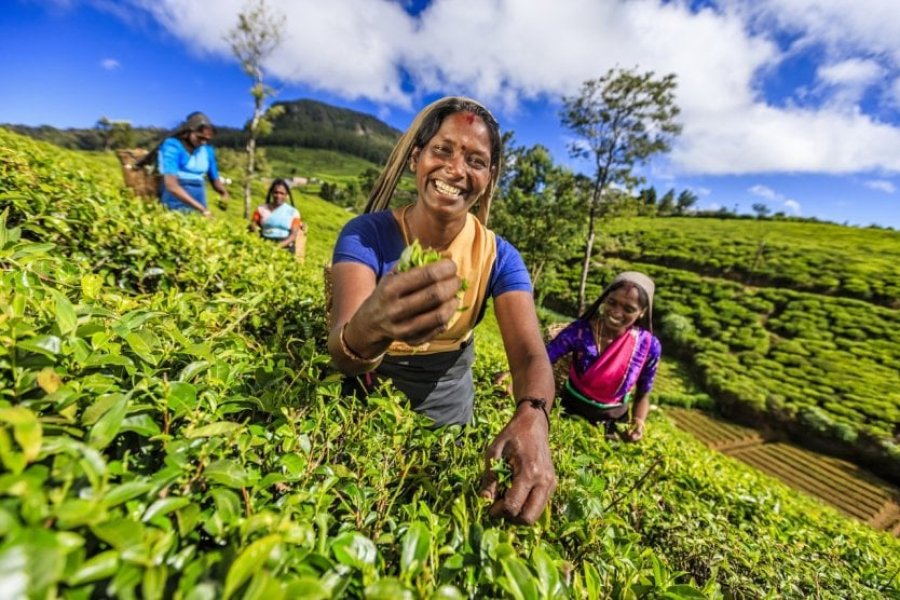 Was kann man in Sri Lanka unternehmen? Die 16 wichtigsten Sehenswürdigkeiten, die man gese