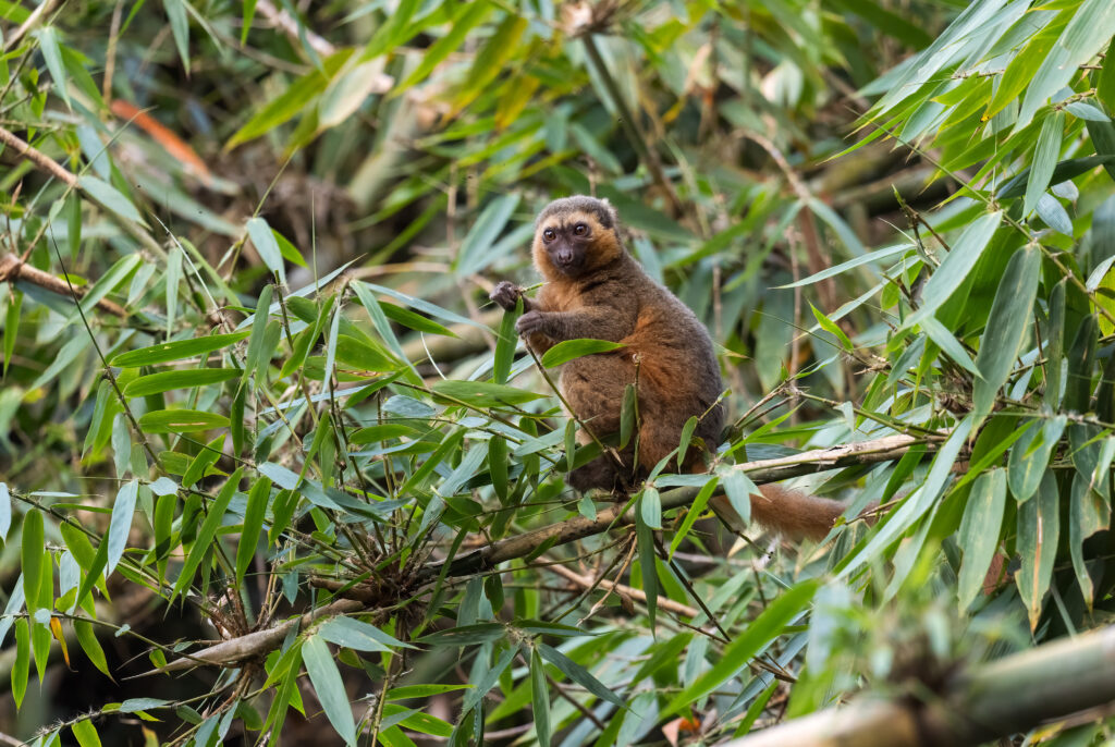 Parc national de Ranomafana