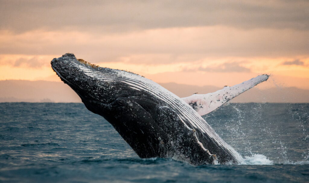 Observation des baleines à Madagascar 