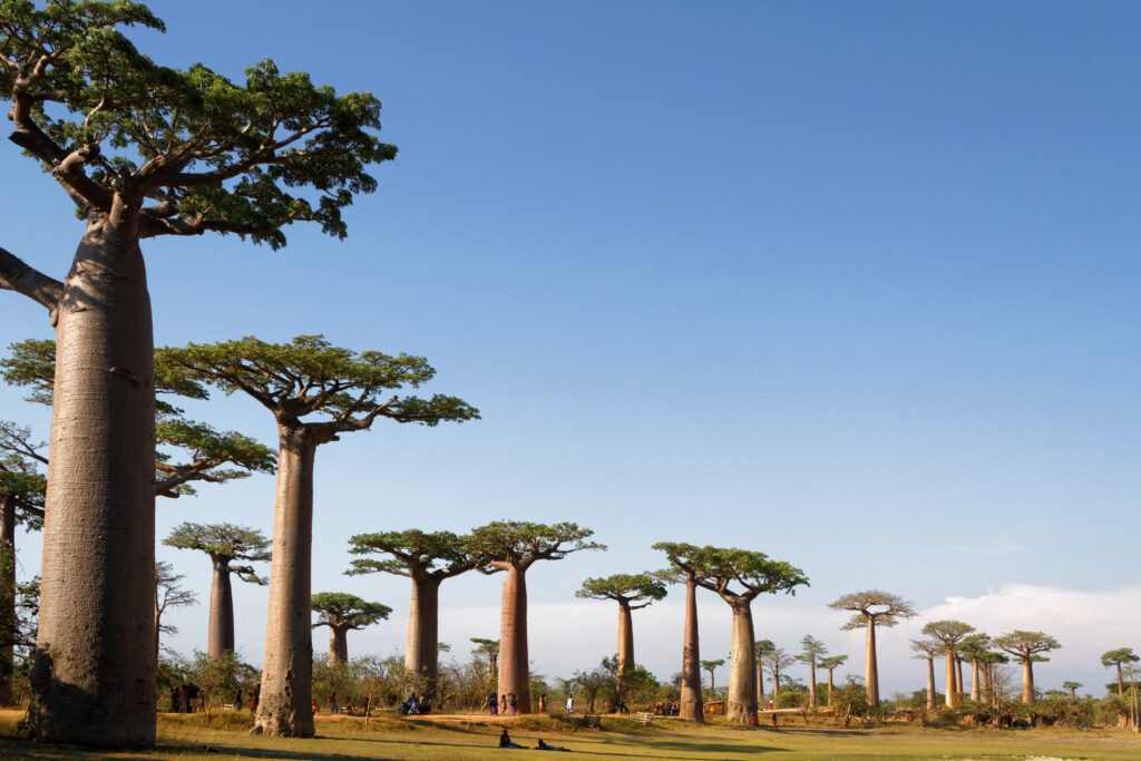 L'Allée des Baobabs