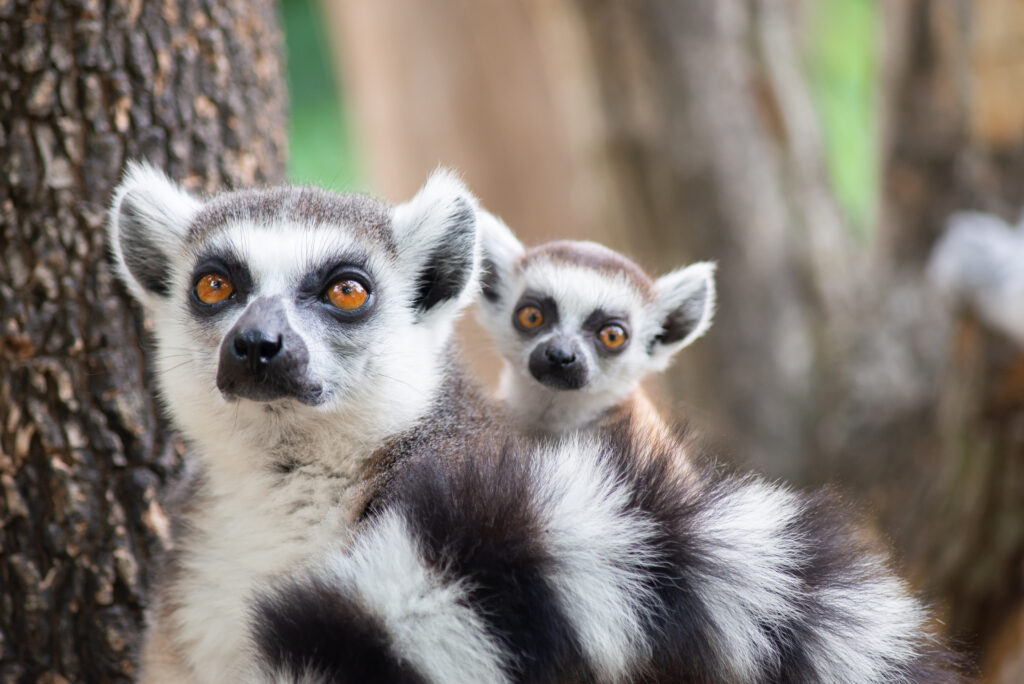 Parc National de Zahamena