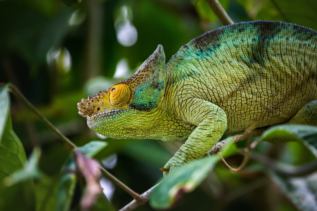 Parc National d’Andasibe-Mantadia