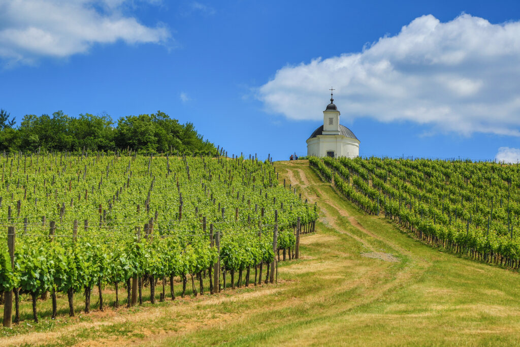 Les vignobles de Tokaj