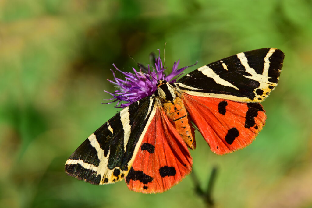 Un papillon à « écaille chinée »