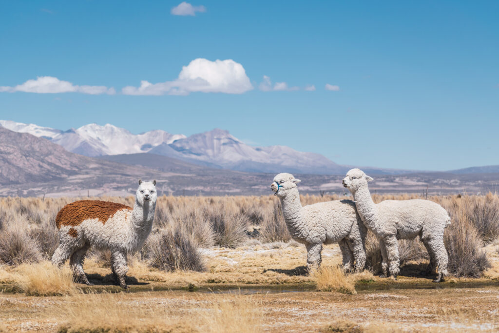 Lamas dans le Parc national Sajama en Bolivie