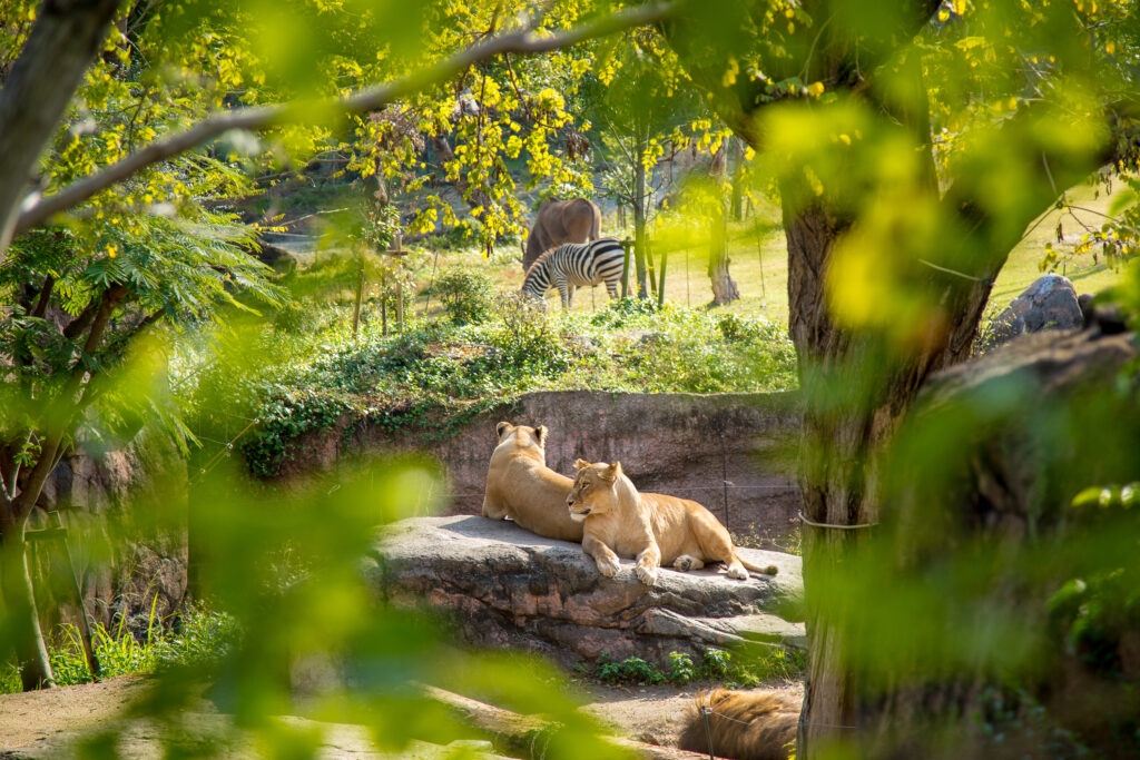 Le zoo de Tennoji à Osaka