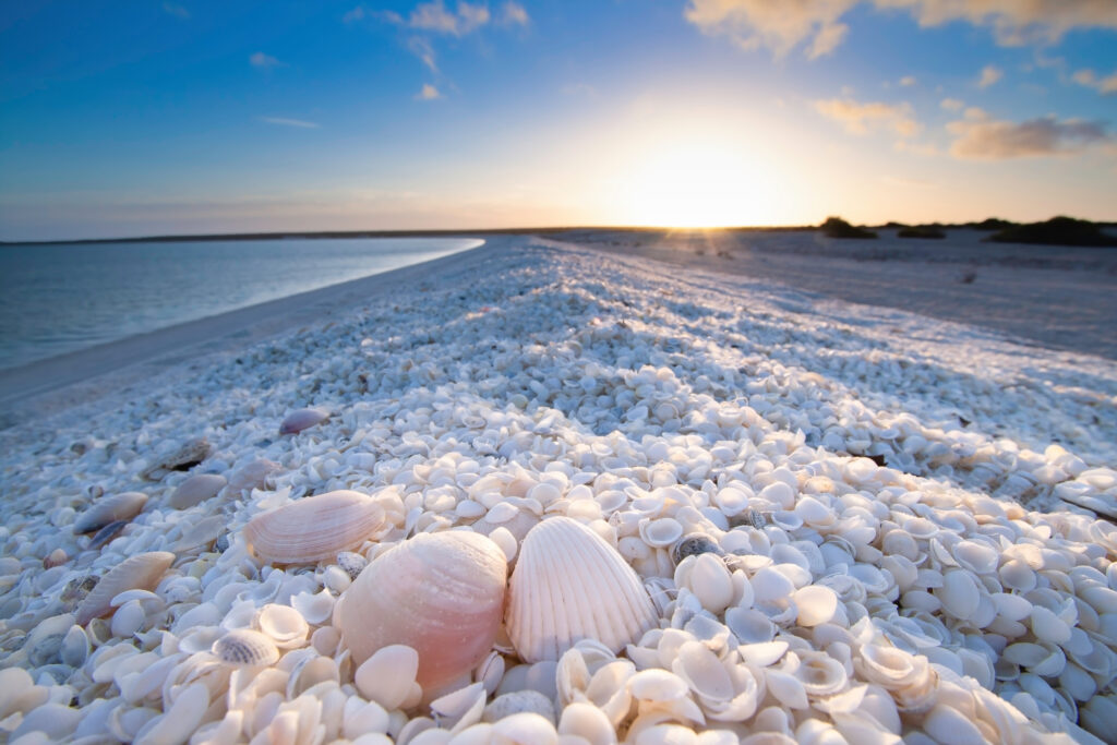Shell beach, une plage insolite en Australie