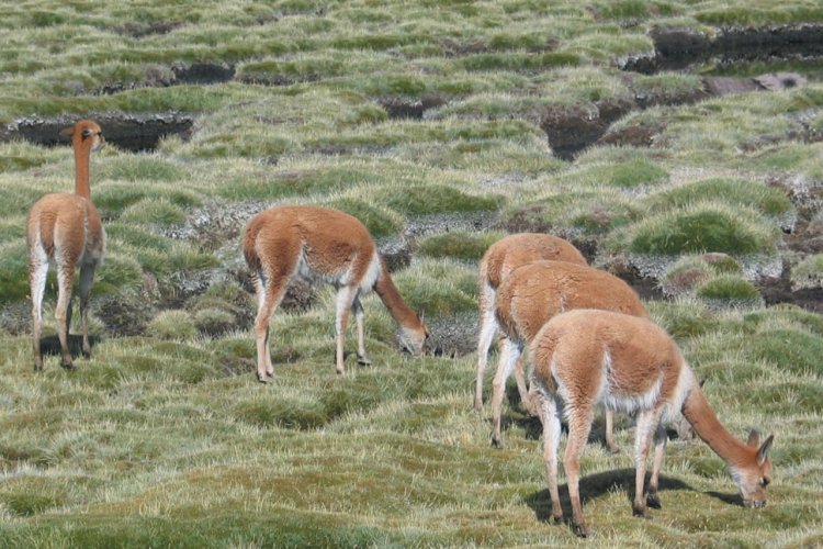 Vigognes paissant dans les bofedales du Parc national Lauca - © Arnaud BONNEFOY