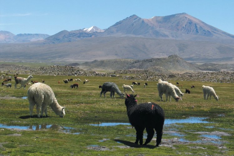 Lamas dans les bofedales - © Arnaud BONNEFOY