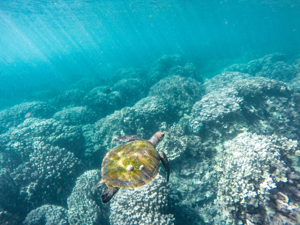 Les îles Daymaniyat, tortue marine