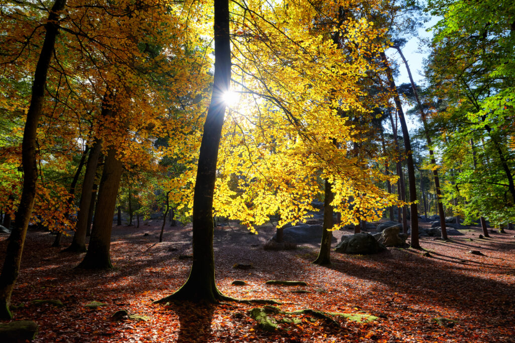 13 randonnées autour de Paris : Gorges d’Apremont