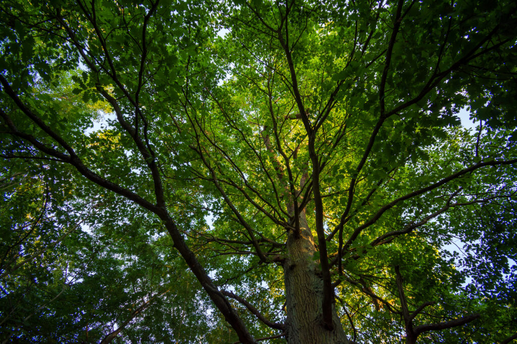 Forêt de Meudon