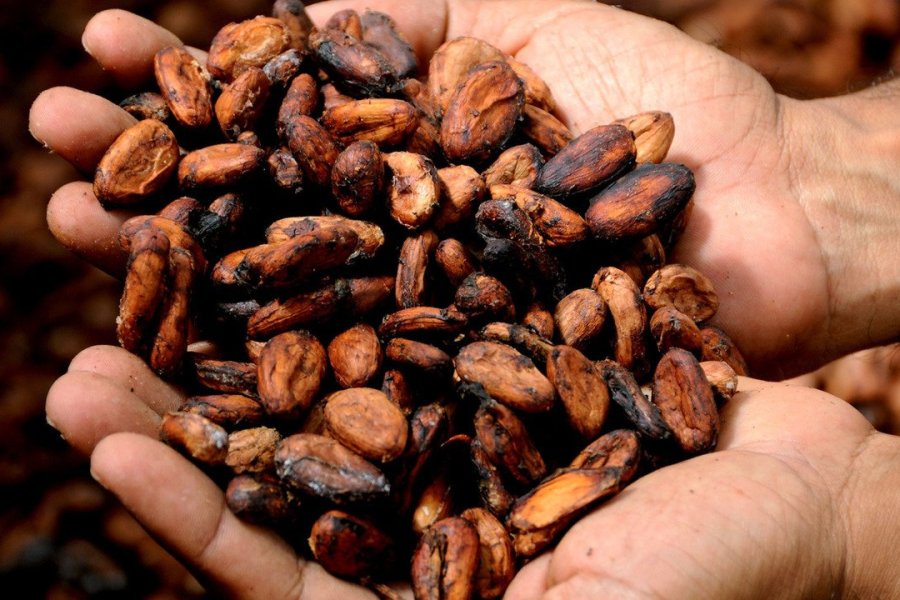 Le Meilleur Chocolat au Monde est martiniquais !