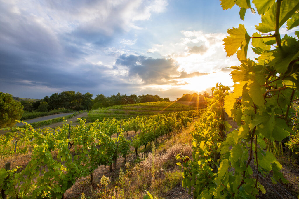 Vigne au couché du soleil dans un paysage viticole d'Anjou en France.