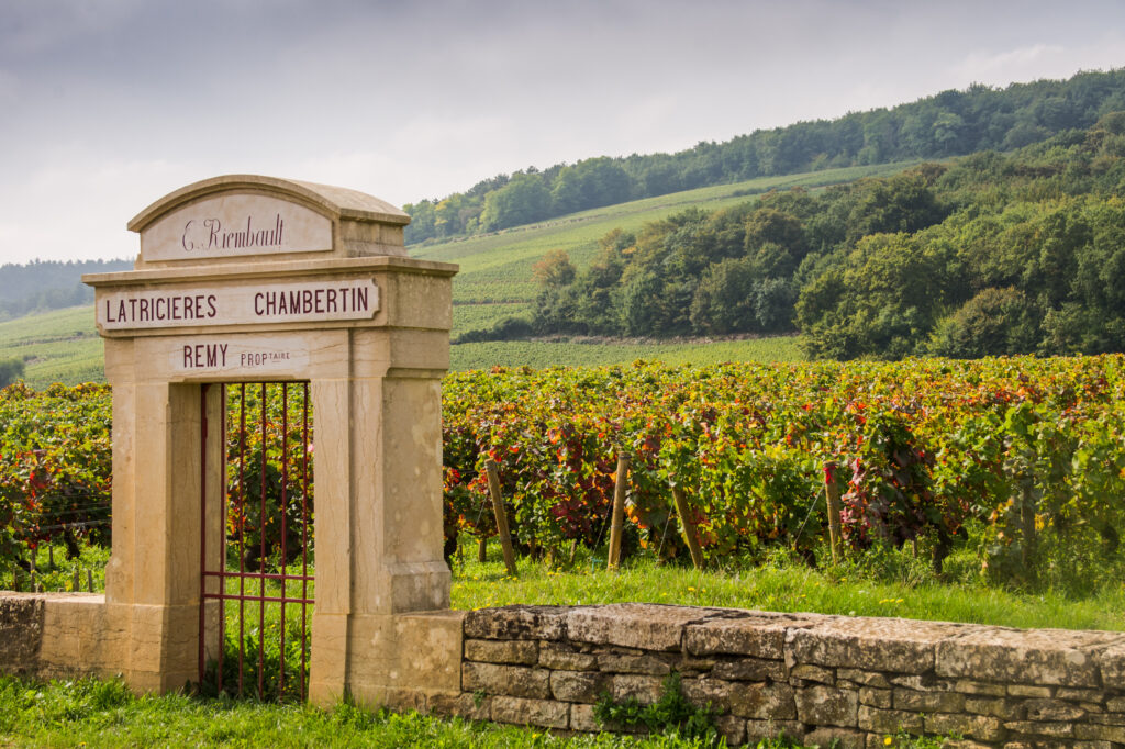 Vignoble de Chambertin à Gevrey-Chambertin en Bourgogne