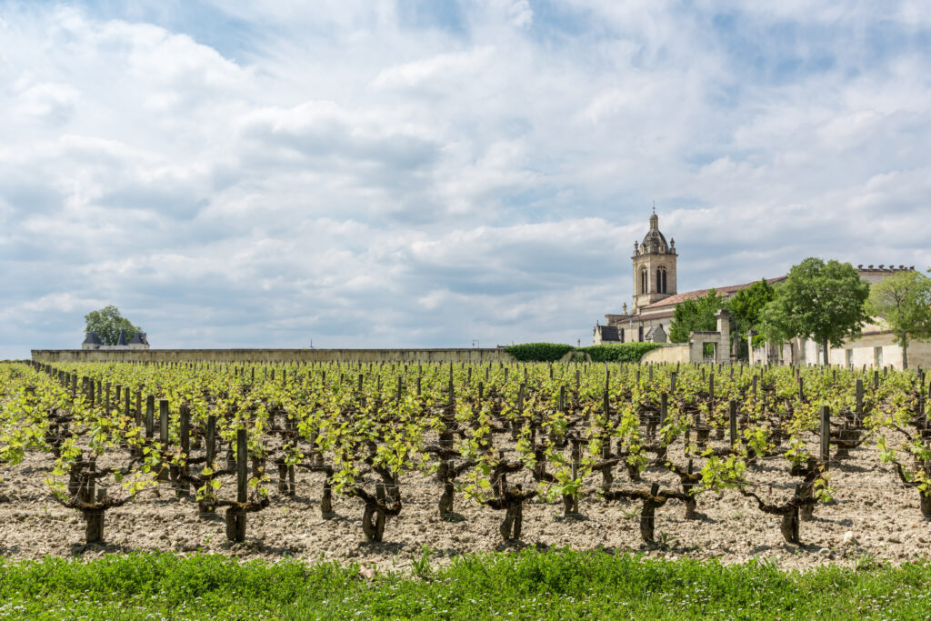 Vignoble à Margaux (Médoc, France), près de Bordeaux