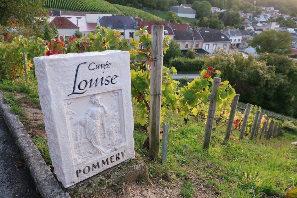 "Cuvée Louise" dans une  vigne du village de Verzenay en Champagne 