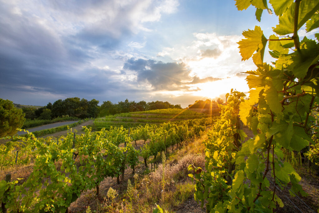 Vigne au couché du soleil dans un paysage viticole d'Anjou en France.