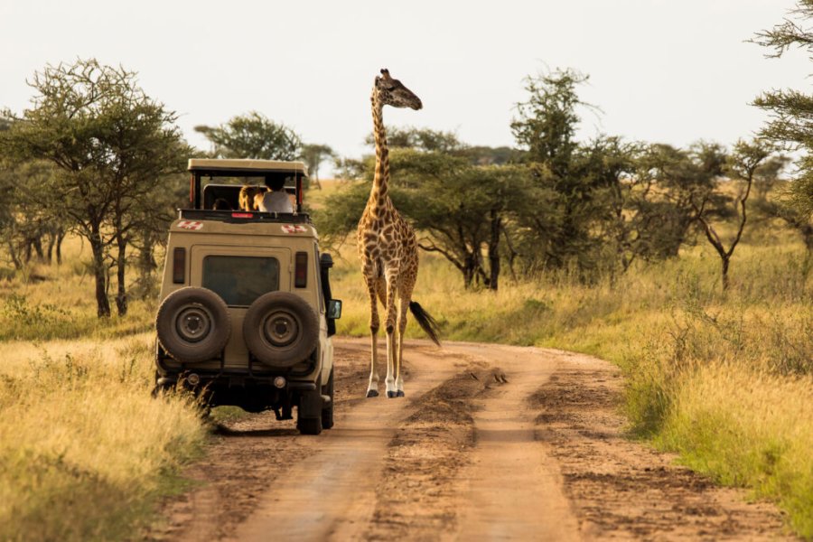Comment faire un safari en Tanzanie ? Ce qu’il faut savoir en 2025