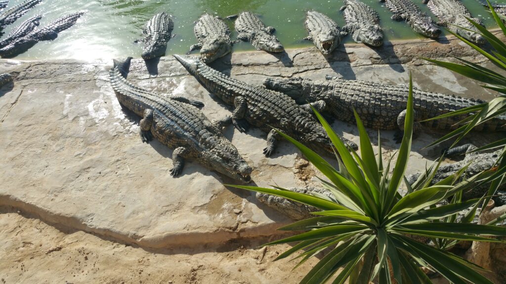 Les crocodiles du  Djerba Explore
