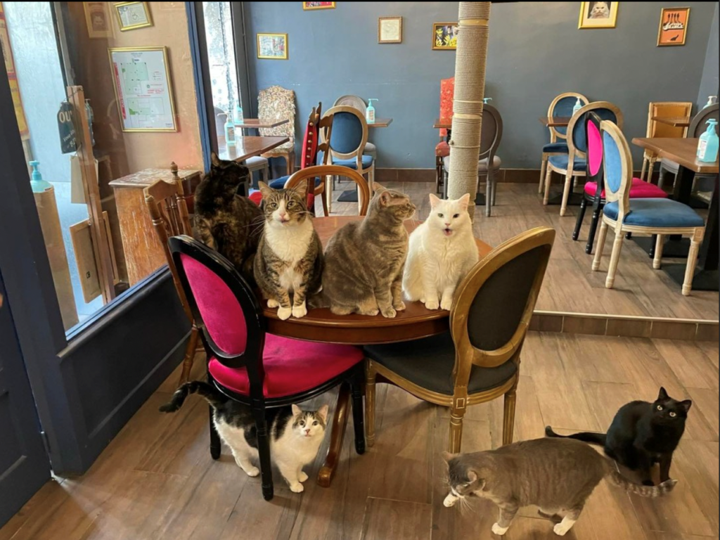 Meilleurs restaurants insolites à Paris : Le Café des Chats