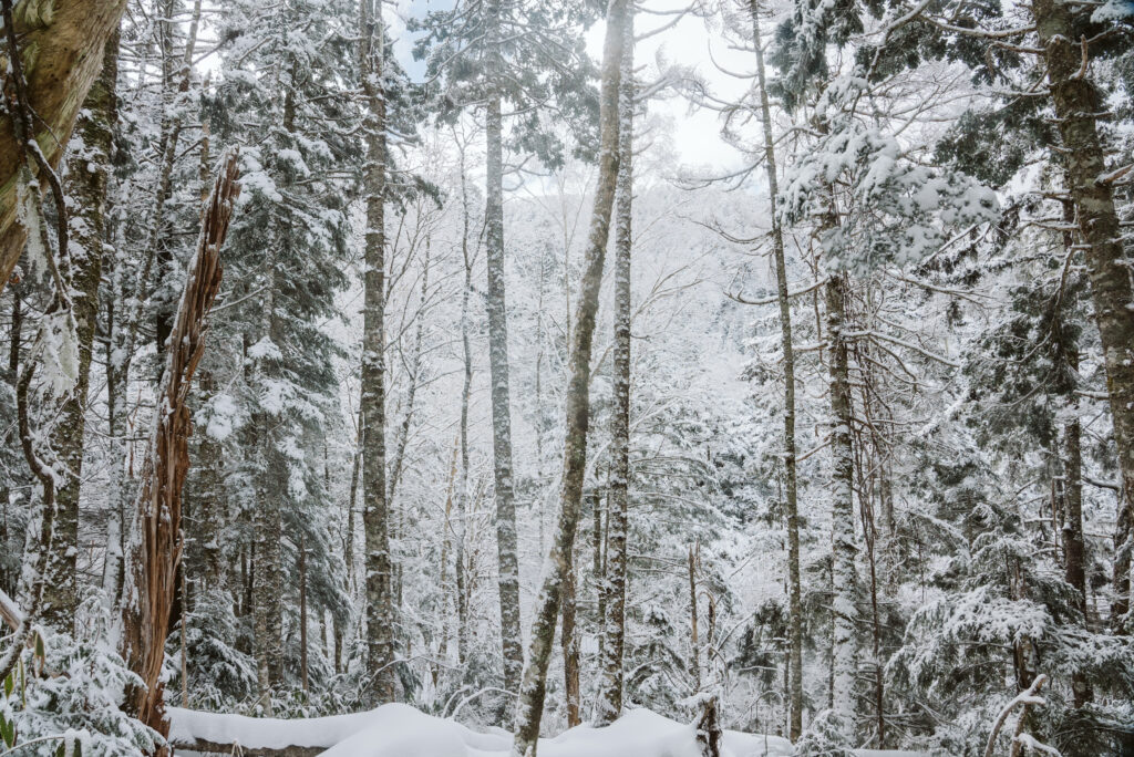 Forêt Ontake 