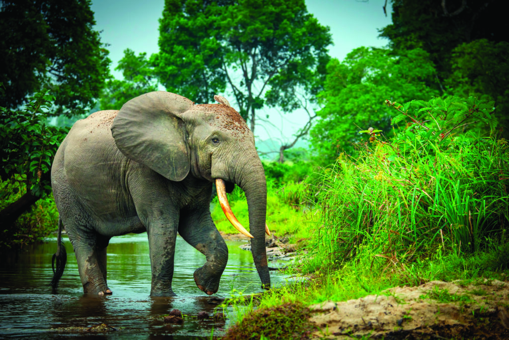 Éléphant dans la rivière Lekoli du parc national d'Odzala-Kokoua.