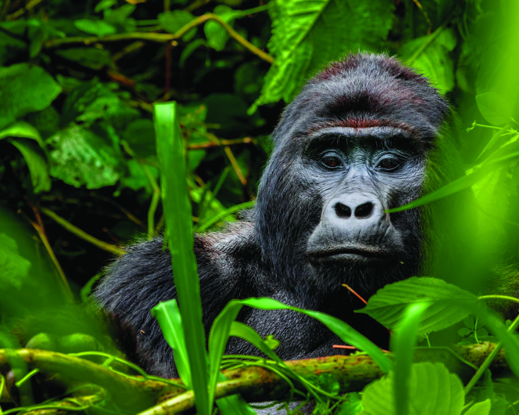 Gorille, parc national d'Odzala-Kokoua.
