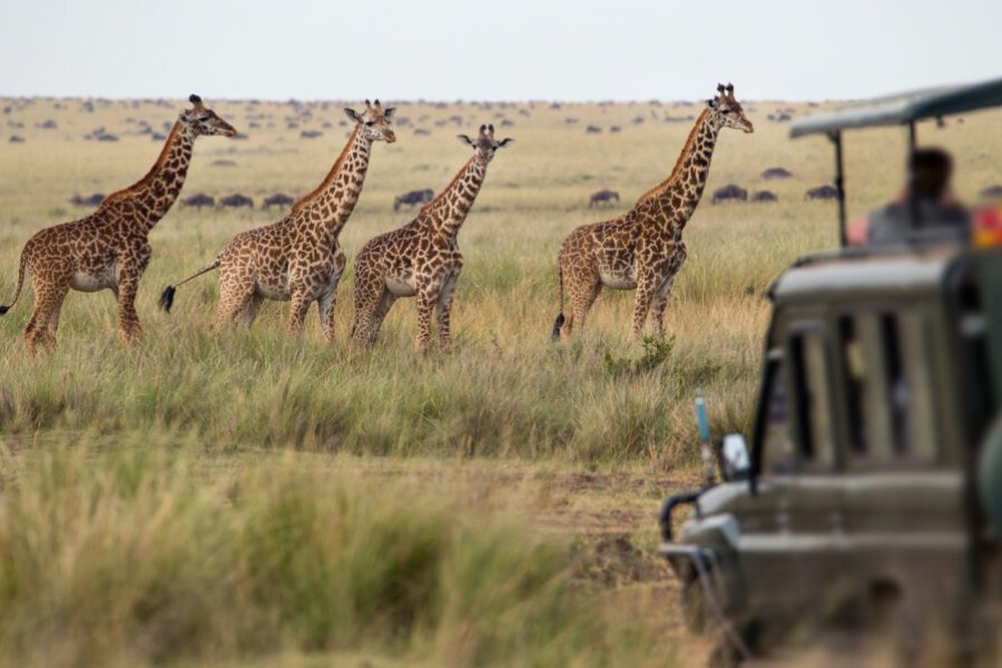 Comment faire un safari au Kenya ? Ce qu’il faut savoir en 2025