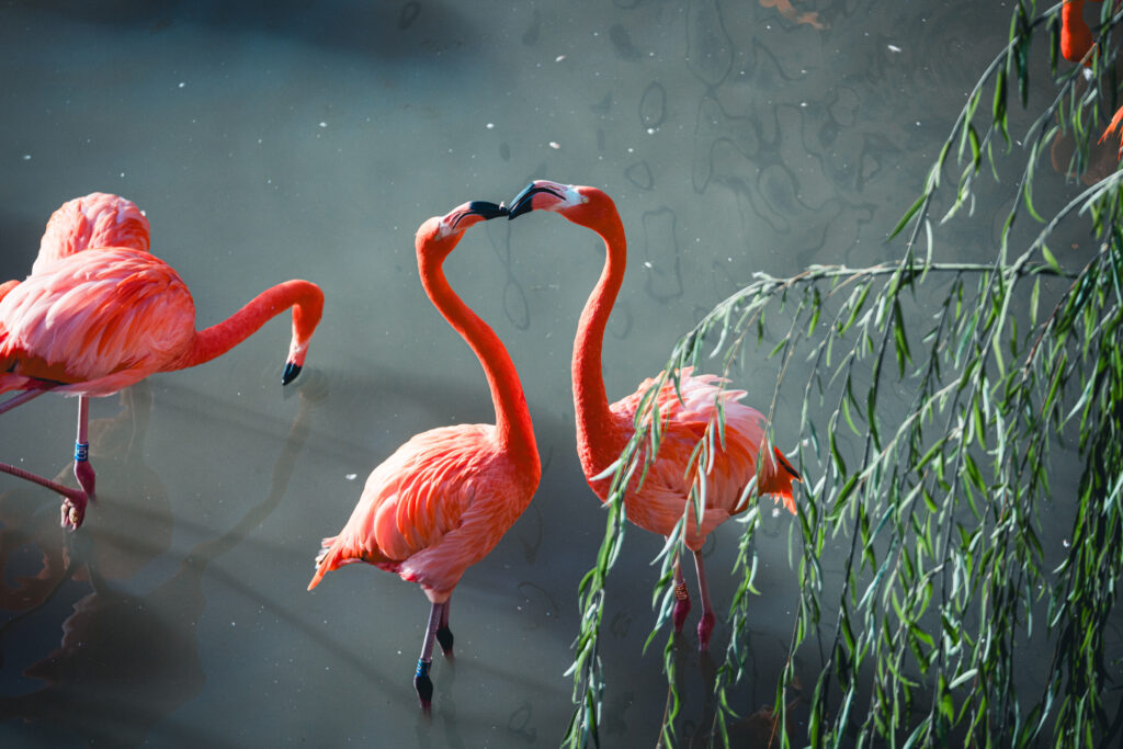 Groupe de flamants roses dans l'eau