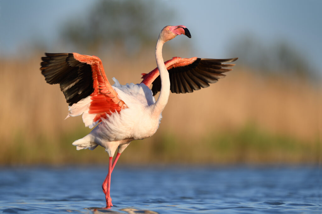 Flamants roses en Camargue