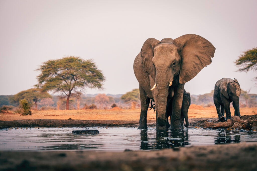 Groupe d'éléphants en Afrique 