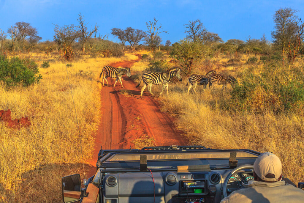 Madikwe, l'une des plus belles réserves animalières d'Afrique du Sud