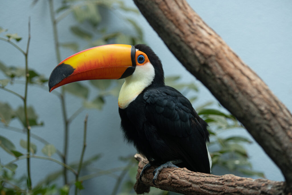 Toucan posé sur sa branche