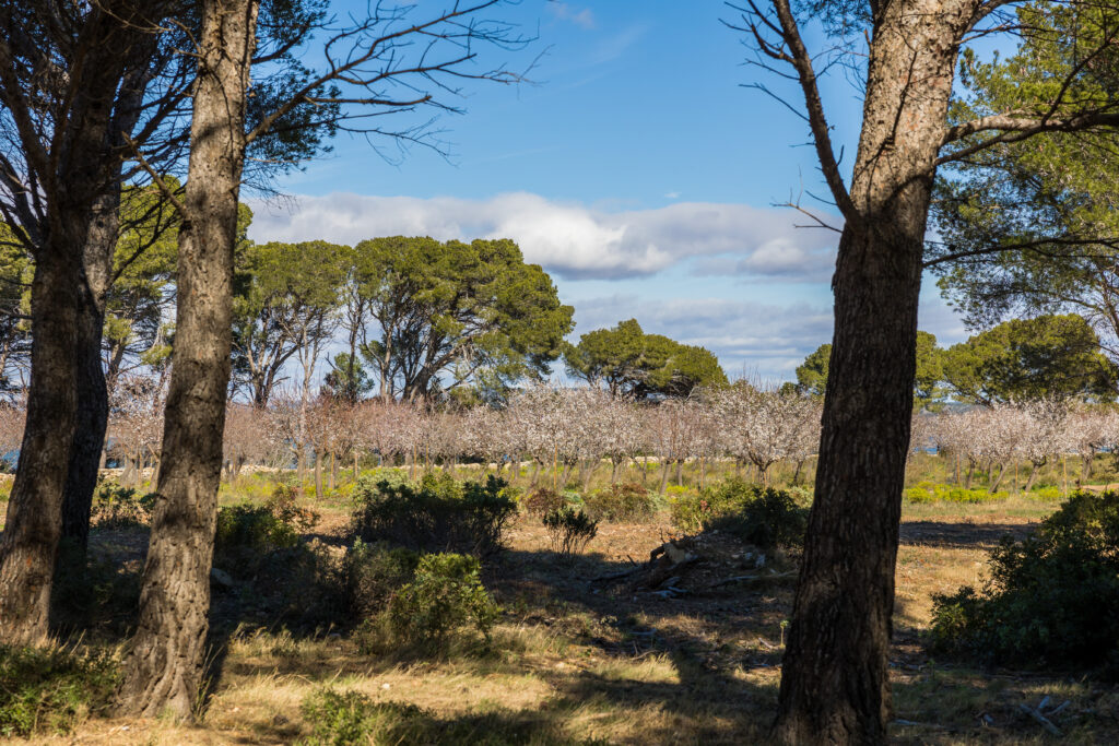 Arbres en fleur au printemps dans la Réserve naturelle régionale de Sainte-Lucie